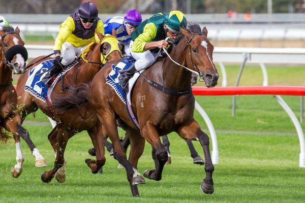 Jungle Magnate makes instant Hong Kong impact