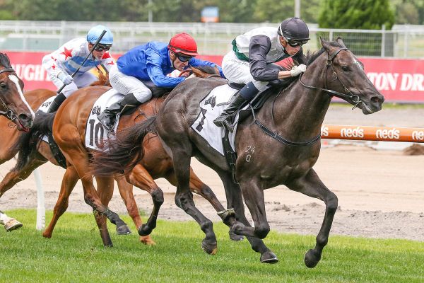 Per Incanto colt strikes in Merson Cooper