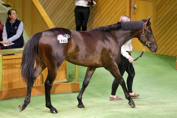 Howley secures his pick at Karaka