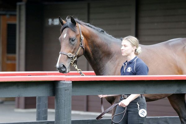 Internationals strike early at Karaka