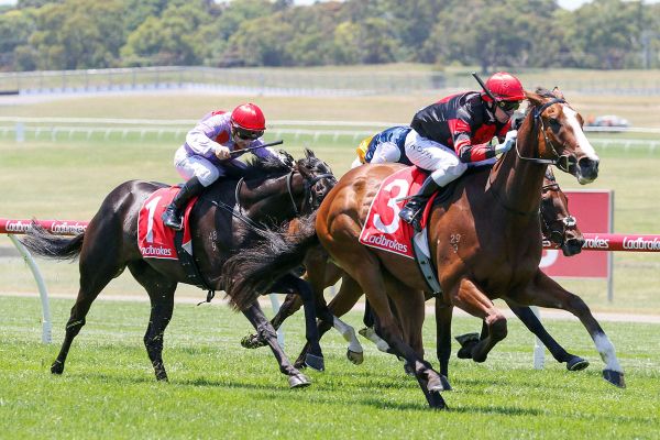 Raw Dunkel a topliner in the making