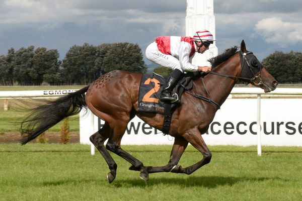 <strong>Ladies Man on target for Wellington Cup</strong>