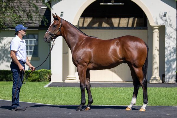 Ardrossan progeny keenly sought