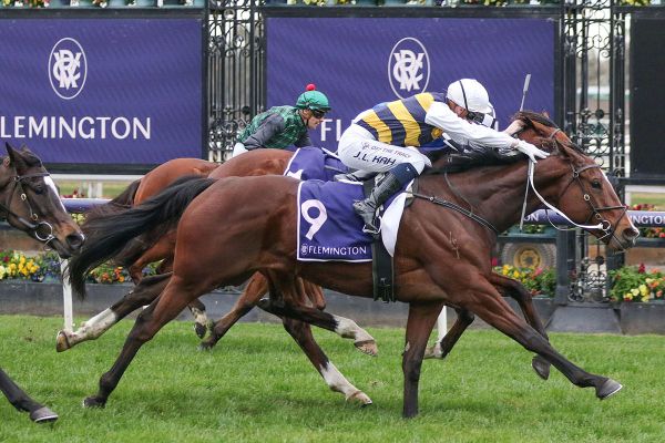 Conditions to suit Hezashocka in Bendigo Cup