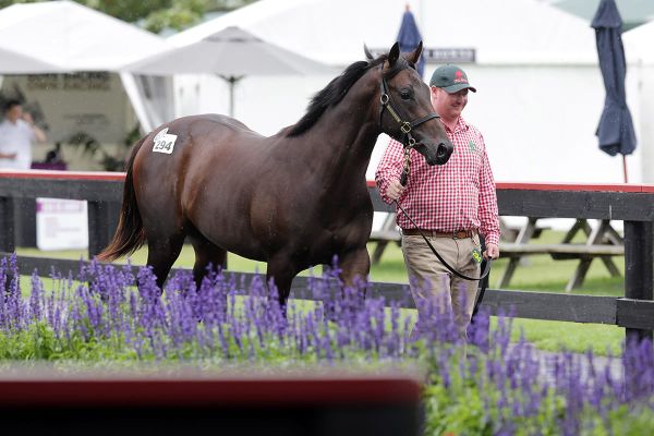 Trelawney colt has plenty of Grunt about him