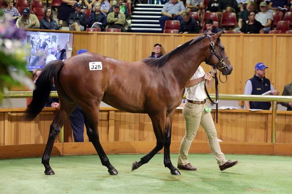 Moody wishes for more gold at Karaka