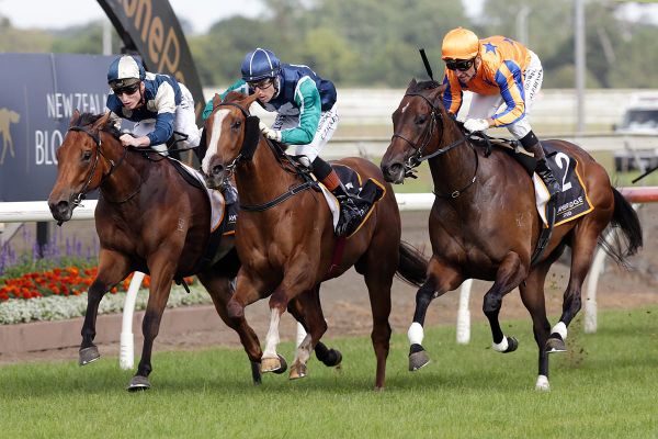 Maven Belle delivers another Almanzor for Te Akau