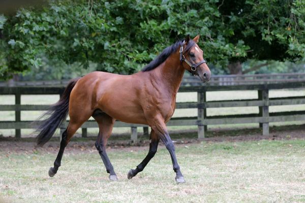 First-season sires in the spotlight at Karaka 2023