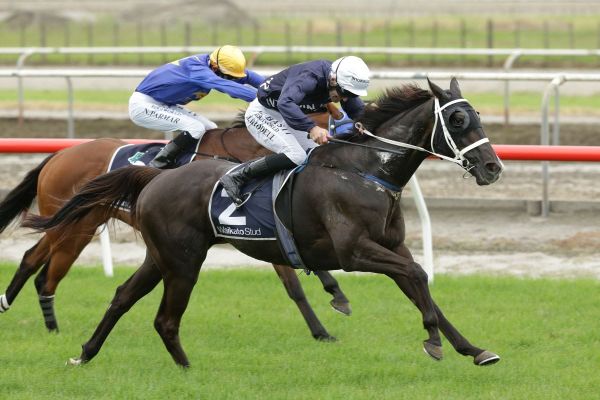 Balcombe In To Win on first trip to Matamata