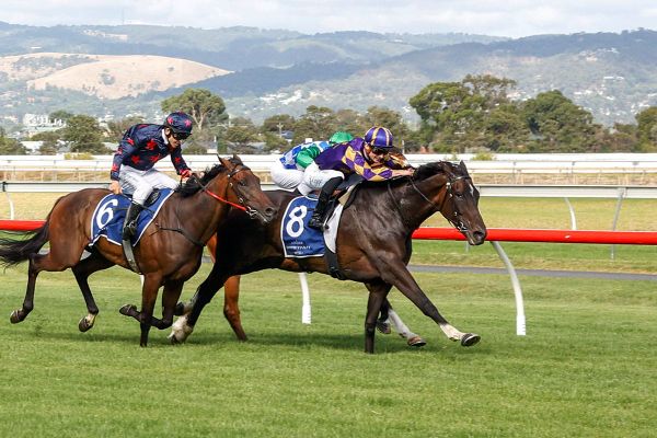 Lord Reims success for Highland Jakk