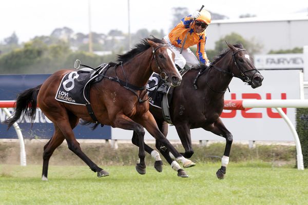 Newmarket tilt for Imperatriz