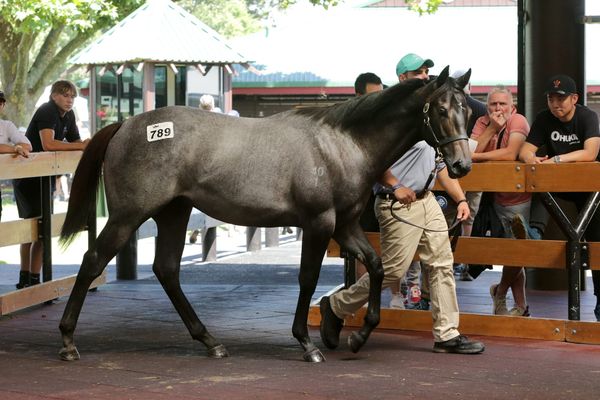 <strong>Widdup doubles down on Proisir at Karaka</strong>