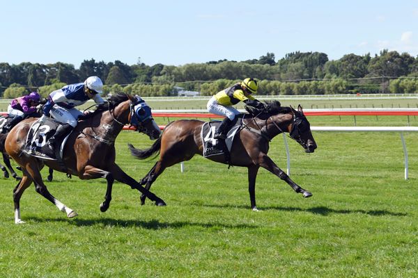 Taranaki Cup test for local mare