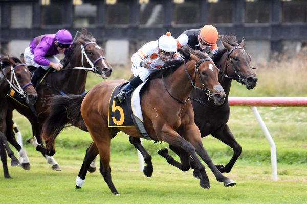 Tulsi terrific in Tauherenikau two-year-old