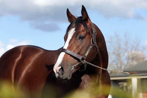 First Group One winner for Berlado