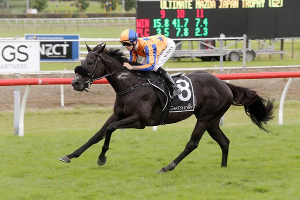 Brando in the spotlight at Tauranga