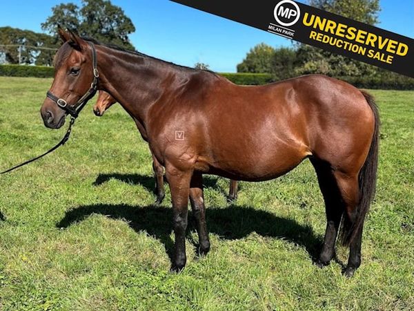 Milan Park reduction among 69 Lots online