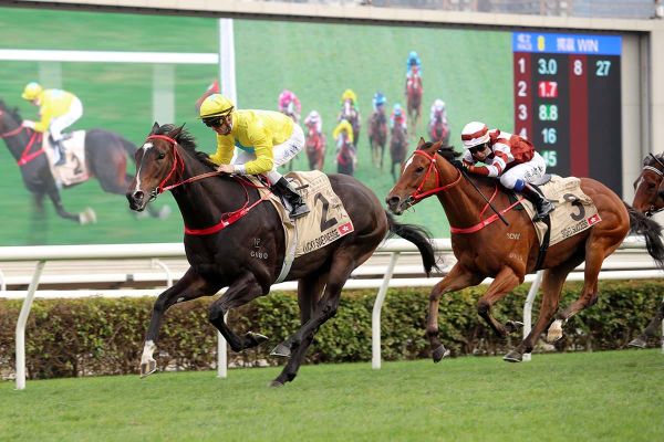 Lucky Sweynesse ready to roll for Gr.2 Sprint Cup