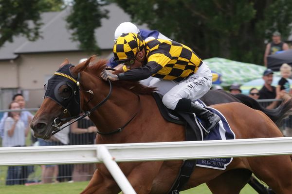 Noble steeds set to shine