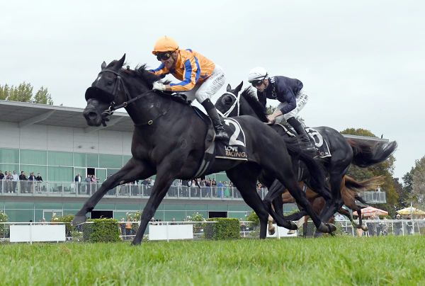 Brando all heart in Awapuni Gold Cup victory