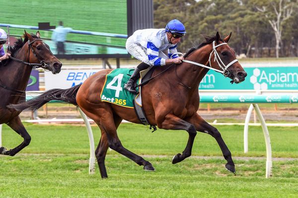 Caboche relishes extra distance at Bendigo