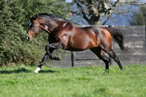 Stellar season for Contributer