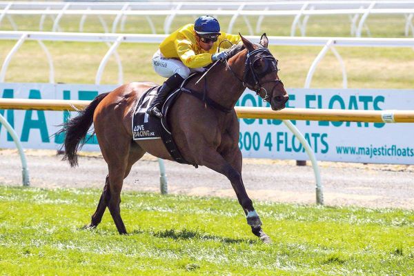 Rose in bloom ahead of Founders Cup