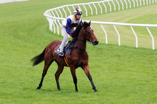 Trial winner set to add performance to pedigree