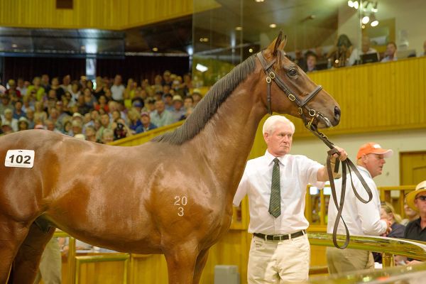 Sir Patrick Hogan Dispersal Sale Marks the End of a Legendary Era