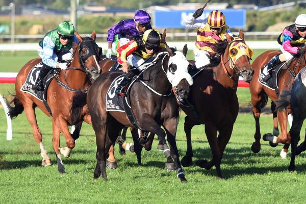 Manifique vying for home Cup glory