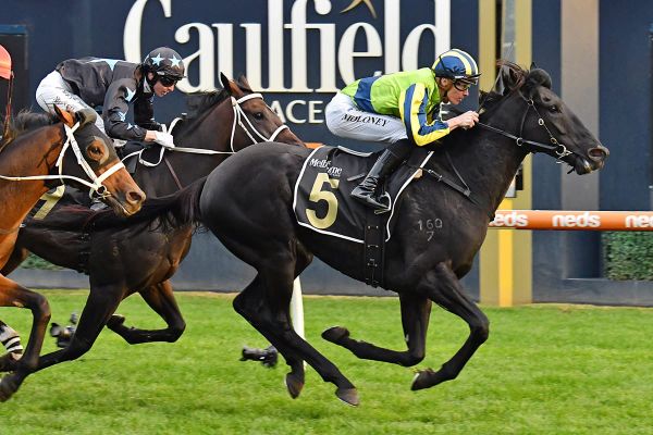 Milford on trial for Queensland