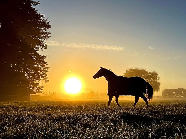 Sir Patrick Hogan Unreserved Dispersal Sale launches next week