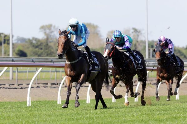 Experience to benefit promising Marengo