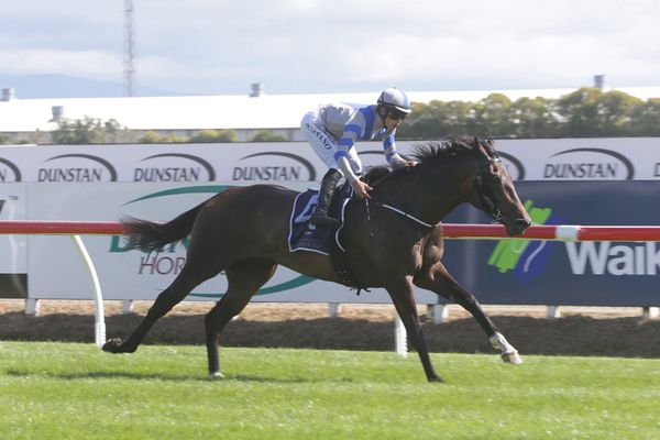 Sakura Girl thriving in Queensland