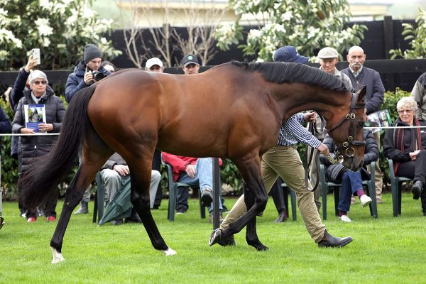 Staphanos heads Novara Park roster