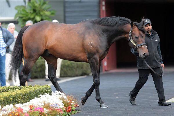 Popular Tarzino heads Westbury Stud roster