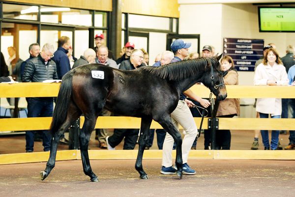 Ocean Park weanling draws Group One comparison