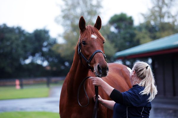 Williams adds to broodmare band