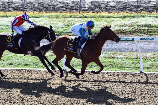 Stud colors take center stage at Cambridge