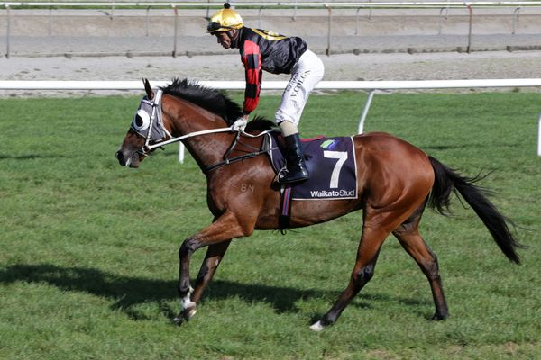 Kiwi import excites Price