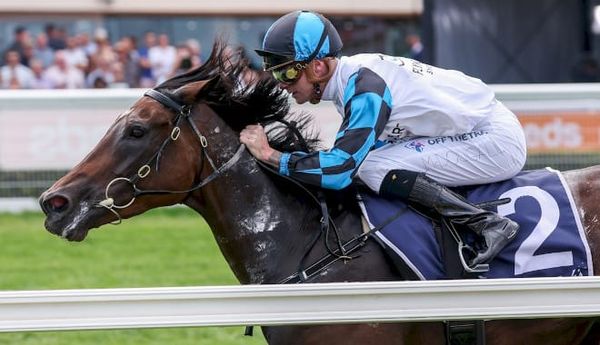 Dabernig's Mascot to return