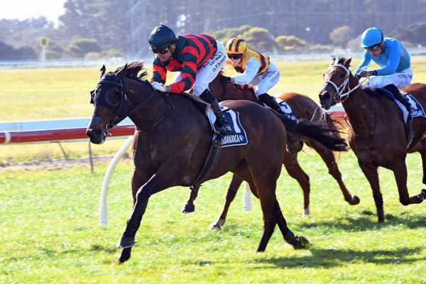 Dragon Leap all set for Foxbridge