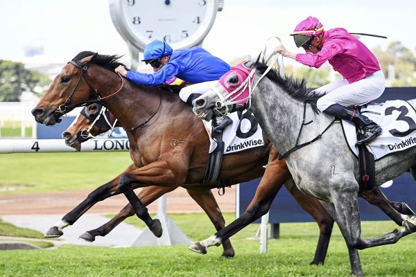Four in a row as Marquess rules supreme at Rosehill