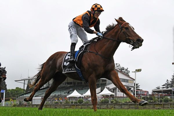 Northland trainers celebrate Tauranga wins