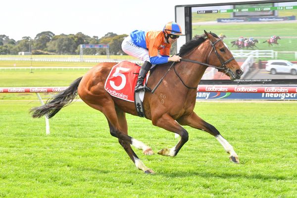 Strong Sandown victory for Grinzinger Belle