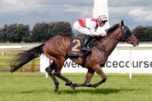 Sharrock trio headed for stakes targets