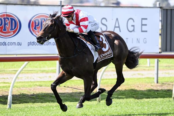 Stakes options for unbeaten Pushy