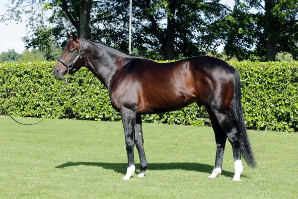 Great results for Rich Hill stallions at awards