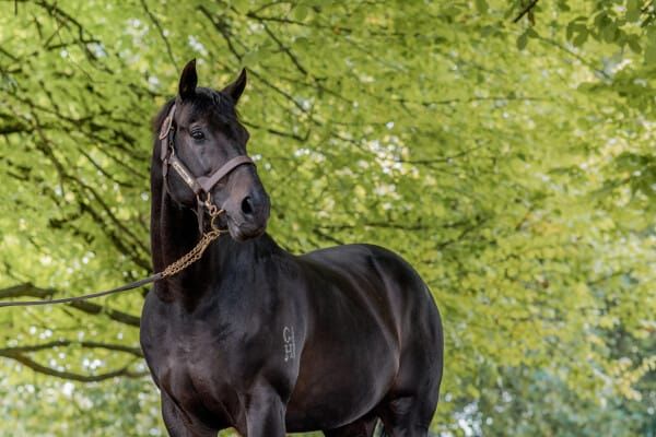 NZB Ready to Run Sale Stacked With Established Stallion Talent