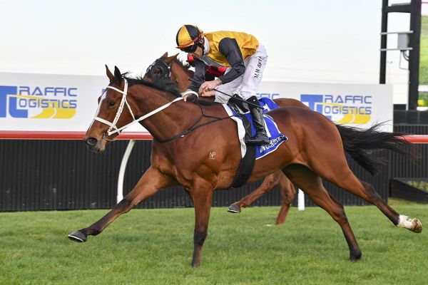 The only 3YO left in the Cup